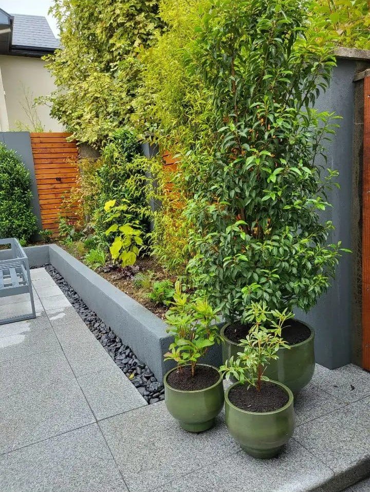 Tree cutting and pruning by certified tree surgeons Mayo