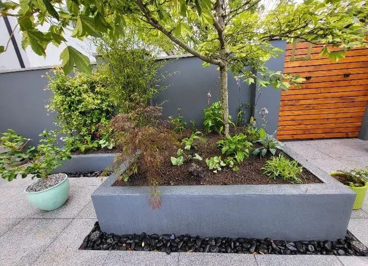 Overgrown hedge reduction and shaping Mayo